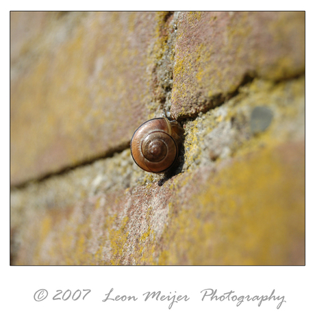 Slak op de warme muur!