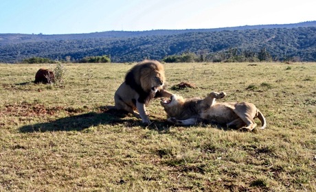 Lions fight