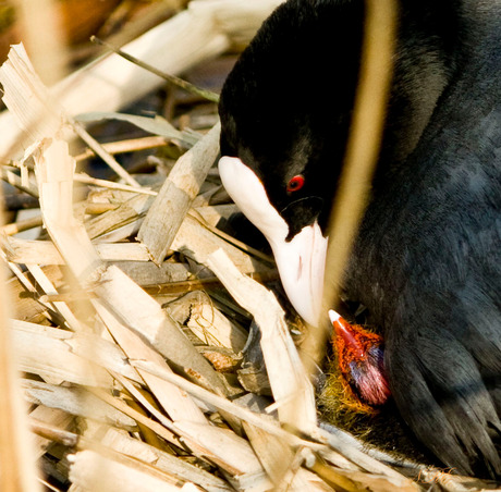 Voedende meerkoet