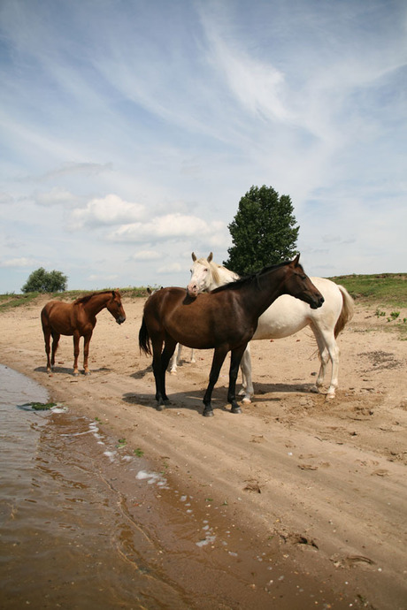 paarden op de oever