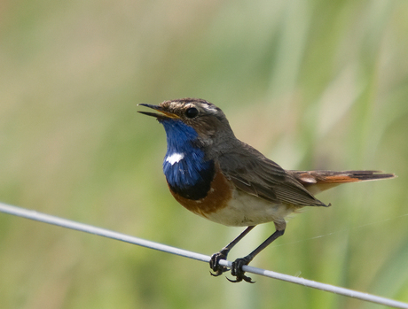 Blauwborst