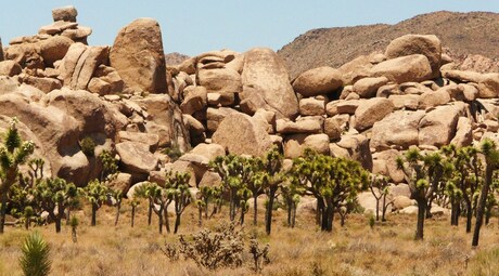 Rocks & Trees