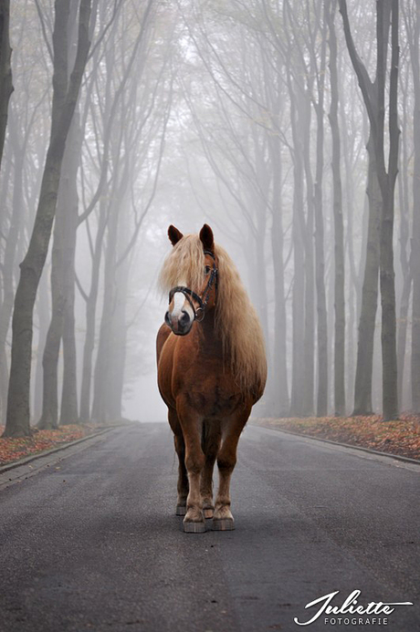 Mist in de herfst