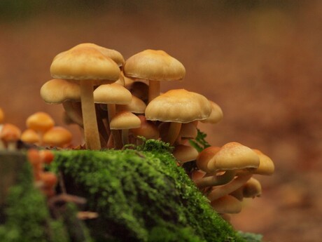 paddenstoelen op mos