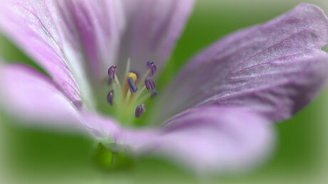 Flower in the wind