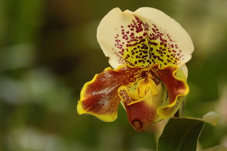 Orchidee in de koninklijke tuin