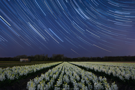 Flower field under a sky full of stars
