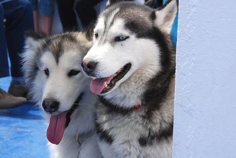 huskys in de zon