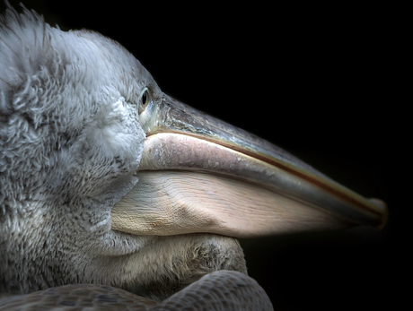 Kroeskop pelikaan