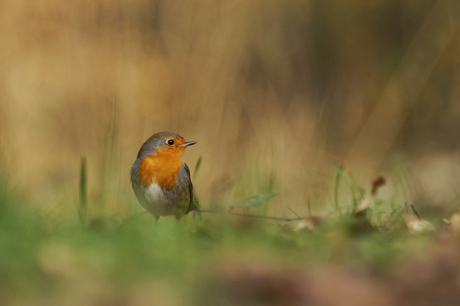 Painting of a robin