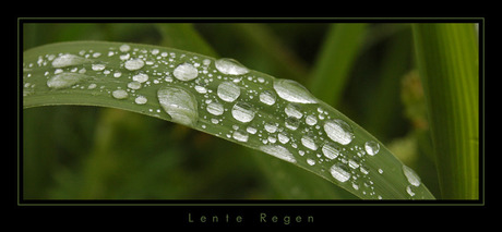 Lente Regen