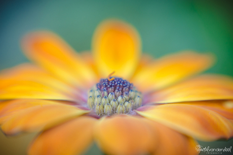 Lensbaby Macro