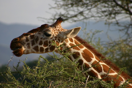 giraffe in Samburu