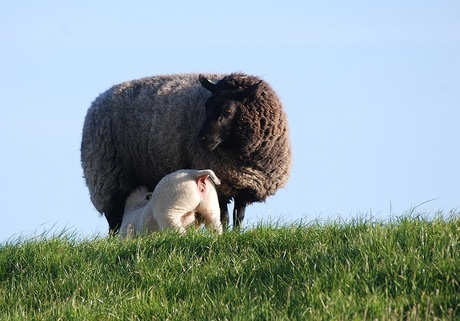 Het zwarte schaap