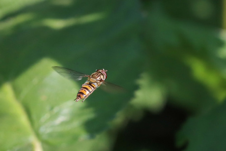 zweefvlieg hangend in de lucht