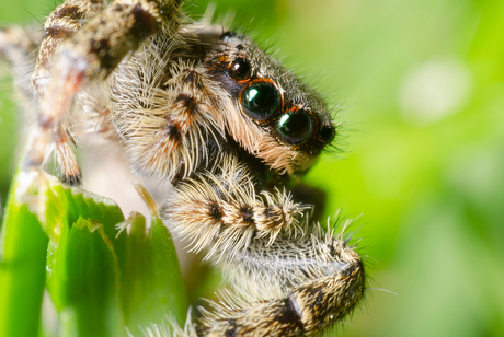 marpissa muscosa