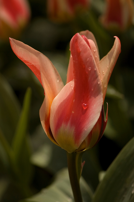 Keukenhof 3