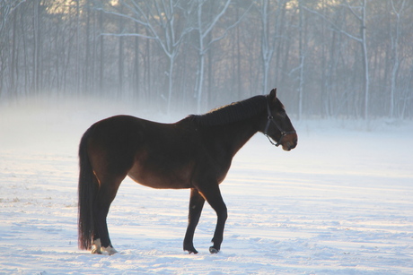 Paard in sneeuw en nevel