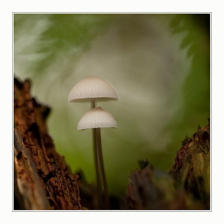 Mycena's