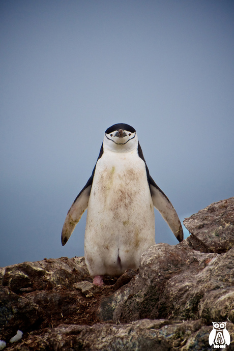 Antarctica - Chinstrap penguin