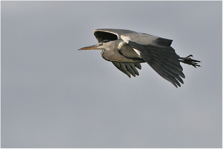 Blauwe reiger.....