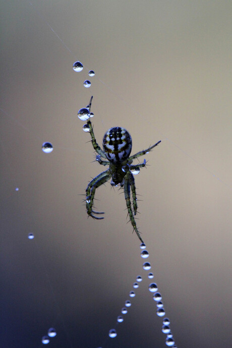 Spin in een web van parels