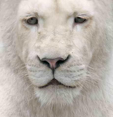 White Lion.