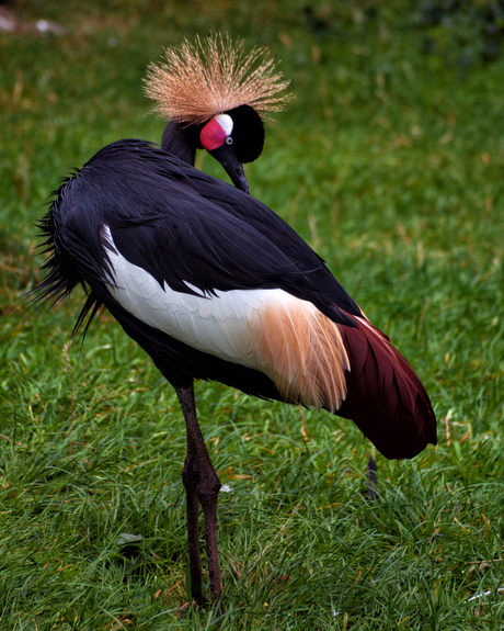 Mooie vogel