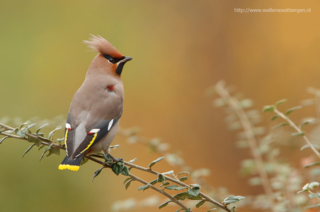 Pestvogel