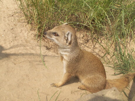 Mangoest Gaiapark Kerkrade