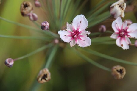 Bloemetjes