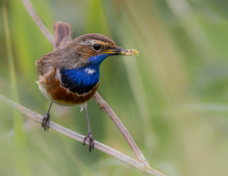 Blauwborst (man)