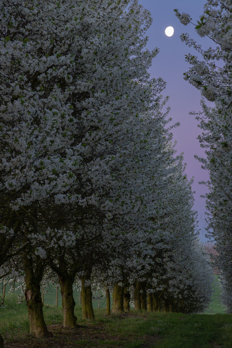 Zonsopkomst tussen de bloesemende appelbomen