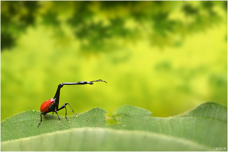 The Giraffe Weevil