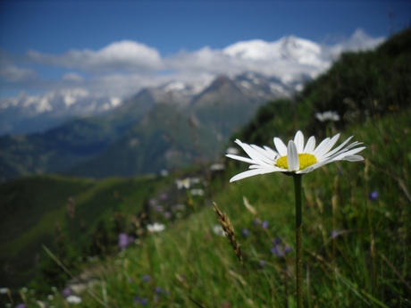 Bloem bij Mont Blanc