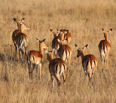 Impala's