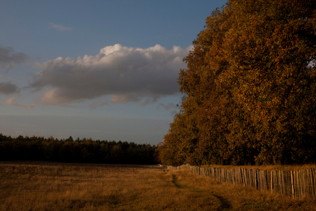 Herfst in het bos met zonsondergang