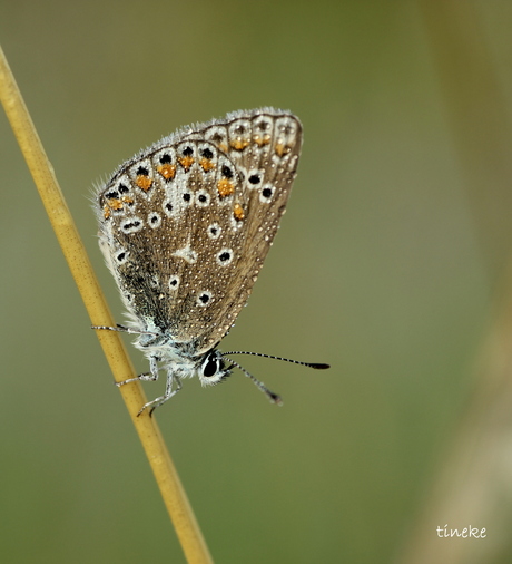 icarusbruintje