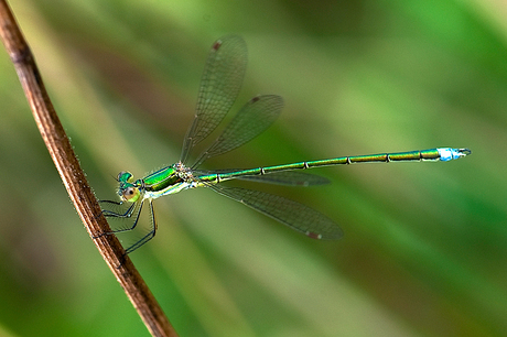 libelle