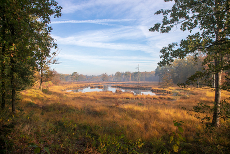 Veenplas