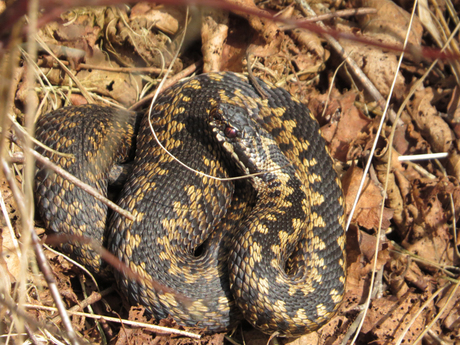 adder