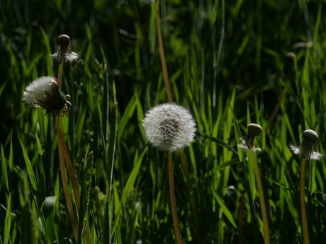 Wachten op de wind