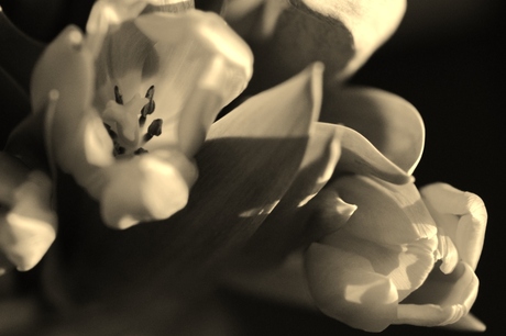 Tulip Expirience