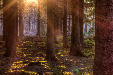 Zon in het Amerongse bos