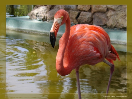 Flamingo @ Curacao