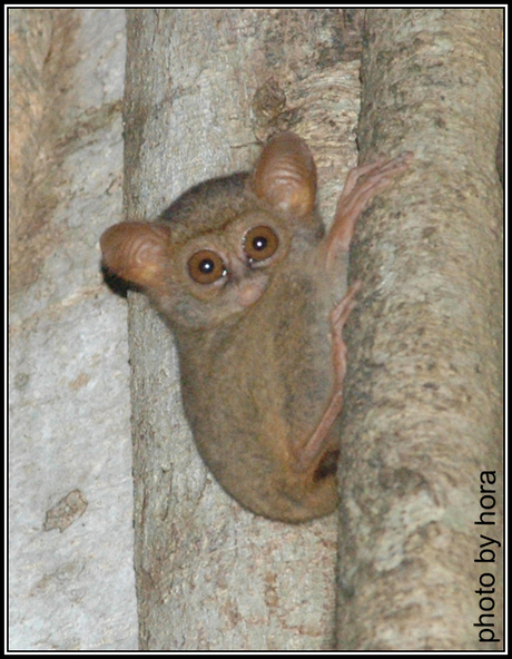 Tarsius