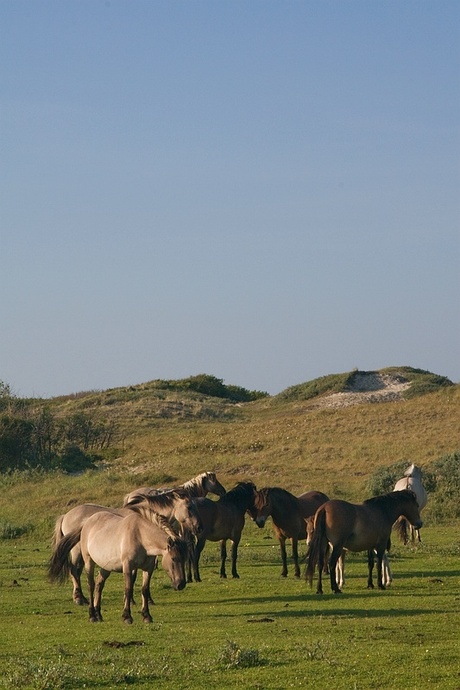 kudde paarden