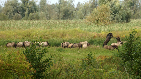 Konikpaarden Oostvaardersplassen