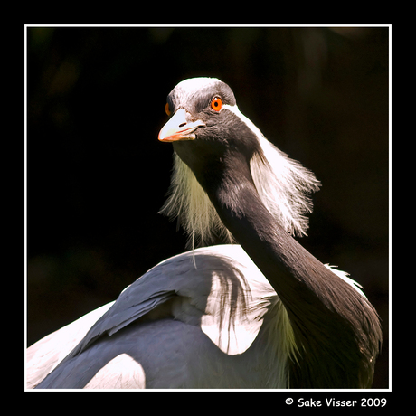 Juffer Kraanvogel