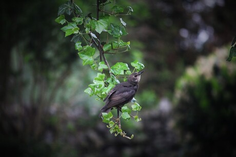 Vogeltje